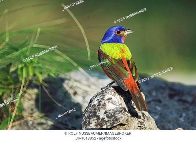 Painted Bunting (Passerina ciris), male, Uvalde County, Hill Country, Central Texas, USA