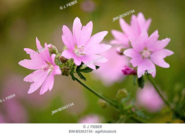 hollyhock mallow, large-flowered mallow, pink mallow, vervian cheeseweed (Malva alcea), flowers, Germany, Thuringia