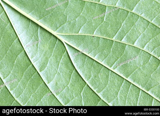 Blood common dogwood (Cornus sanguinea), Leaf Detail, Red Dogwood