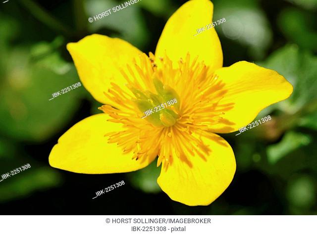 Yellow flower of the Marsh Marigold (Caltha palustris)