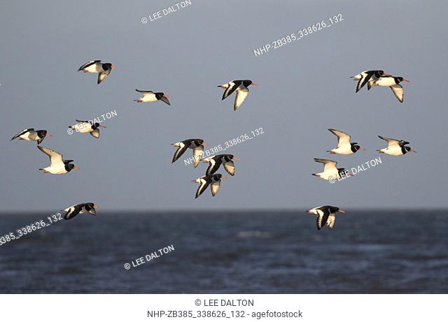 Oystercatcher (Haematopus ostralegus) flock in flight along shoreline, RSPB Titchwell reserve, North Norfolk, UK