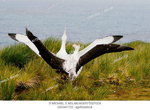 Adult wandering albatross (Diomedea exulans) exhibiting courtship behavior on Prion Island, which lies in the Bay of Isles towards the west end of South Georgia...