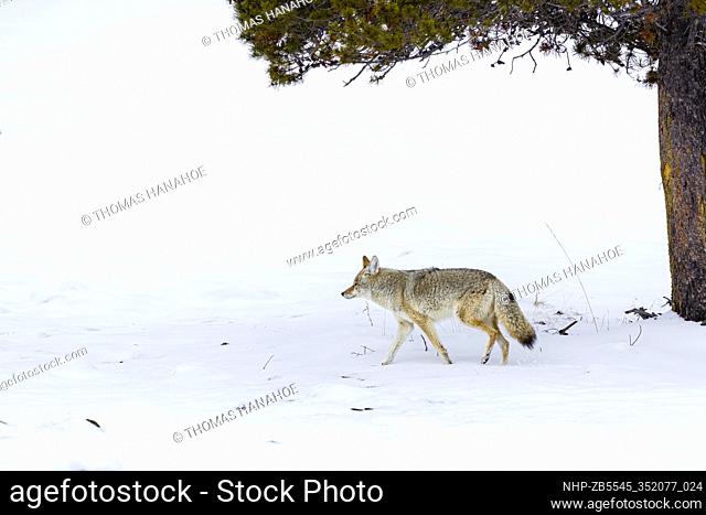 Coyote in Yellowstone National Park Montana USA