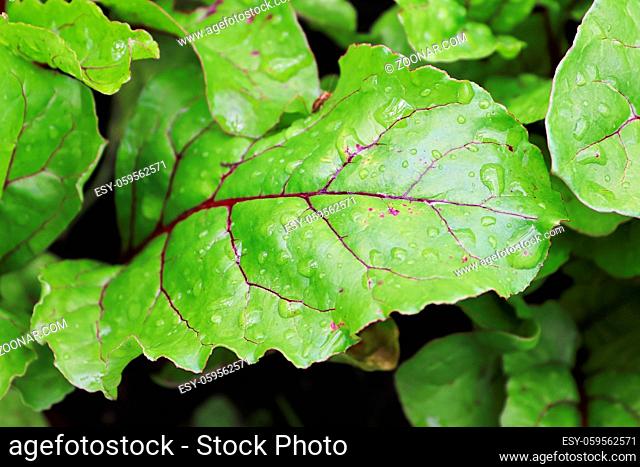 Macro view of the red veins on a beet leaf