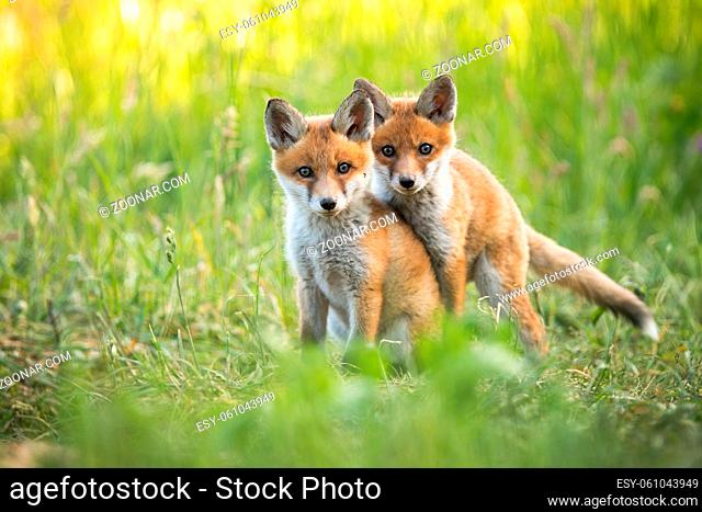 Cute red fox, vulpes vulpes, cub playing on green grass and looking into camera in summer nature. Adorable young wild mammals in wilderness from front view