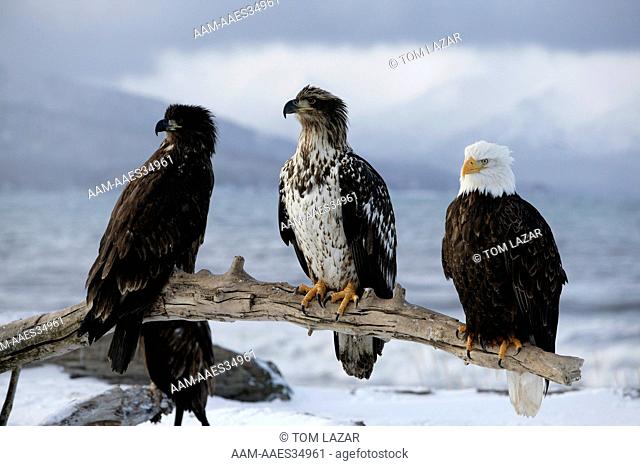 Bald Eagle (Haliaeetus leucocephalus) Adult, 1st & 2nd yr Juvinals sitting on dead snag on along snow covered beach against dark clouds