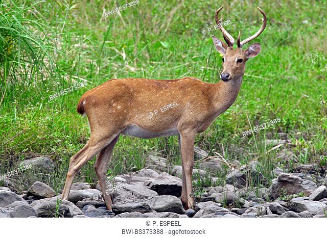 Thamin, Brow-antlered deer, Eld's deer (Panolia eldii, Rucervus eldii, Cervus eldii), hind standing in a parched brook, Thailand