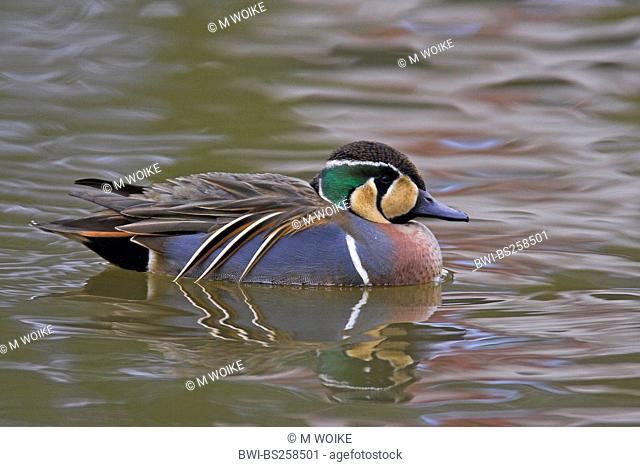 baikal teal Anas formosa, Nettion formosum, male swimming, Netherlands, Almelo