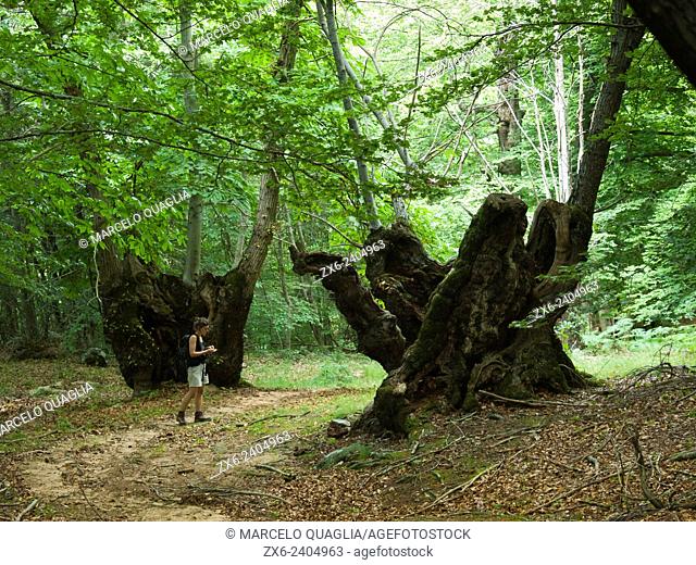 Young woman hiking at Sweet Chestnut forest (Castanea sativa) with several centenary trees. Viladrau village countryside at Montseny Natural Park