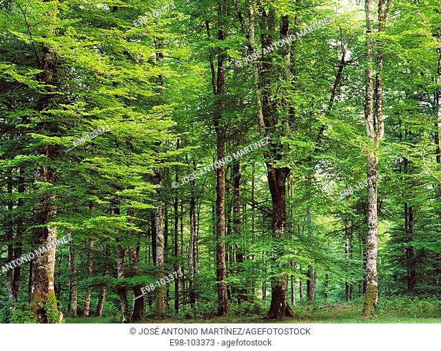 Beechwood (Fagus sylvatica). Irati forest, Navarra, Spain