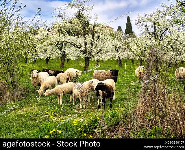 sheep in an orchard with plum blossoms, Serignac-Peboudou, Lot-et-Garonne department, Nouvbelle-Aquitaine, France