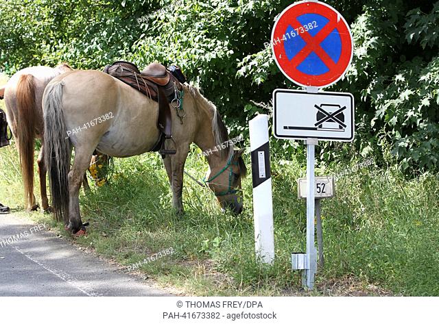 Horses graze next to a no parking sign in Buechel, Germany, 11 August 2013. Photo: THOMAS FREY | usage worldwide. - Buechel/Rhineland-Palatinate/Germany