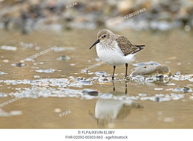 Dunlin (Calidris alpina) adult, moulting into breeding plumage, standing in shallow water, Salthouse, Norfolk, England, February