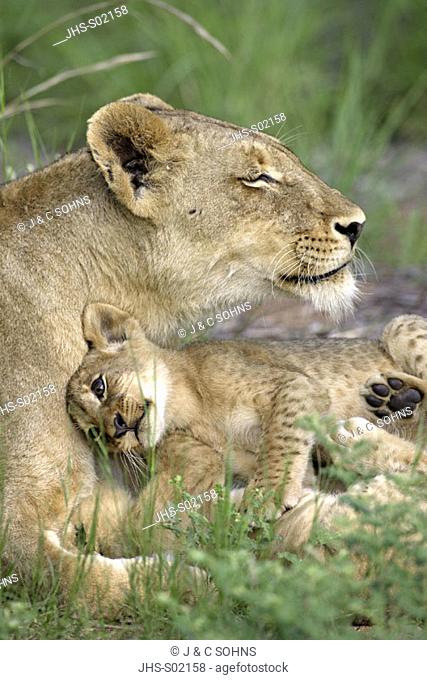 Lion, Panthera leo, Sabie Sand Game Reserve, South Africa , Africa, adult with cub