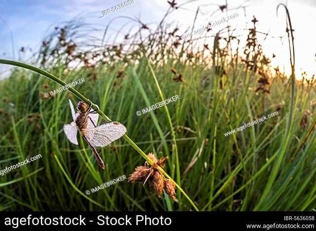 Common common darter (Sympetrum striolatum) dragonfly clinging to sea clubmoss (Scirpus maritimus), North Kent Marshes, Kent, England, United Kingdom, Europe