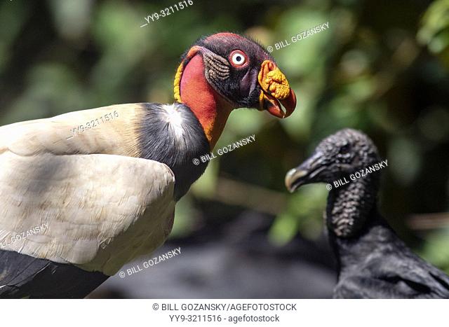 King vulture (Sarcoramphus papa) and Black vulture (Coragyps atratus) - La Laguna del Lagarto Lodge, Boca Tapada, Costa Rica