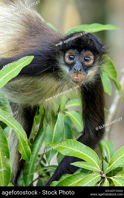 Spider Monkey, Simia paniscus perched on a branch in Guatemala in Central America
