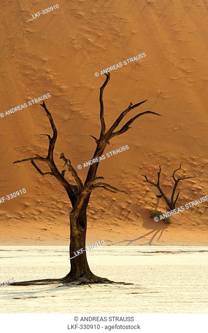 Dead tree on clay soil in front of red sand dune, Deadvlei, Sossusvlei, Namib Naukluft National Park, Namib desert, Namib, Namibia
