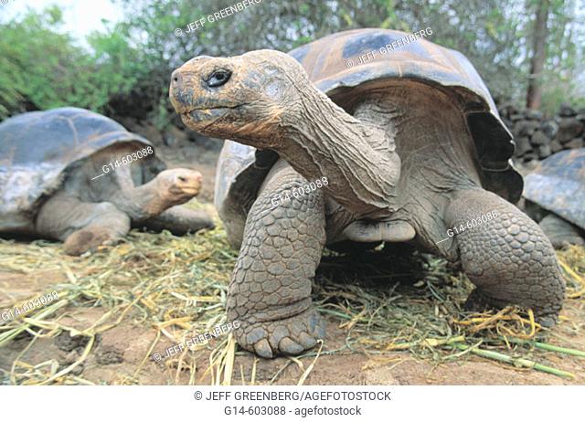 Giant Tortoises. Charles Darwin Research Station. Santa Cruz Island. Galapagos Islands. Ecuador