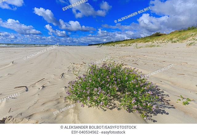 Empty beach and clomp of blue flowers in foreground in summer, Palanga, Lithuania, Europe