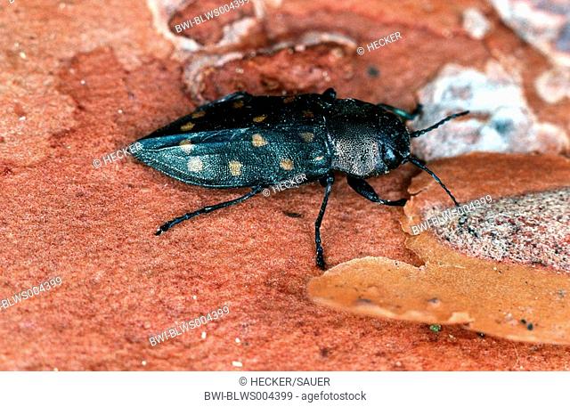 metallic wood boring beetle, metallic wood borer, splendour beetle, buprestid Melanophila picta, imago
