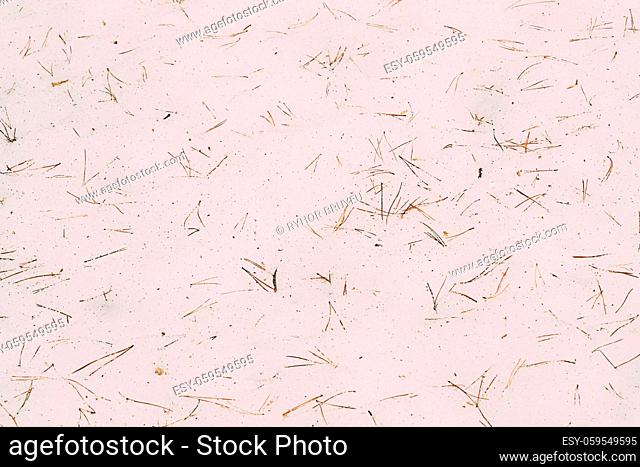 Dry Fir-tree And Pine Needles Lie On Melting Spring March Snow. Top Flat View. Abstract Natural Details Composition. Natural Background