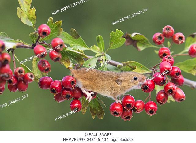 Harvest Mouse (Micromys minutus) adult standing on Common Hawthorn (Crataegus oxyacantha) twig feeding on berry, Suffolk, England, UK, September