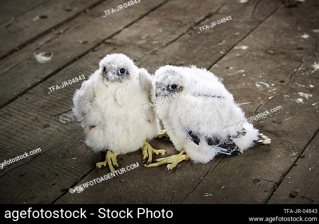 young Peregrine Falcons