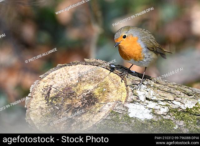 12 March 2021, Baden-Wuerttemberg, Friedrichshafen: A robin sits on a tree trunk on the shore of Lake Constance. Photo: Felix Kästle/dpa