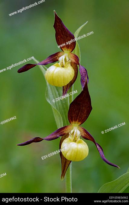 Europaeischer Frauenschuh, Cypripedium calceolus, Ladys Slipper Orchid