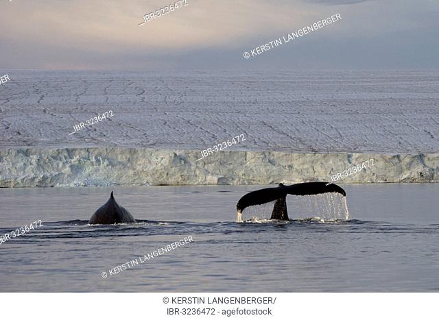 Two Humpback Whales (Megaptera novaeangliae) in front of Austfonna, Europe's largest glacier