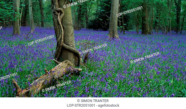England, Wiltshire, Salisbury. Woodland carpeted with Bluebells or Hyacinthoides non-scripta in Spring