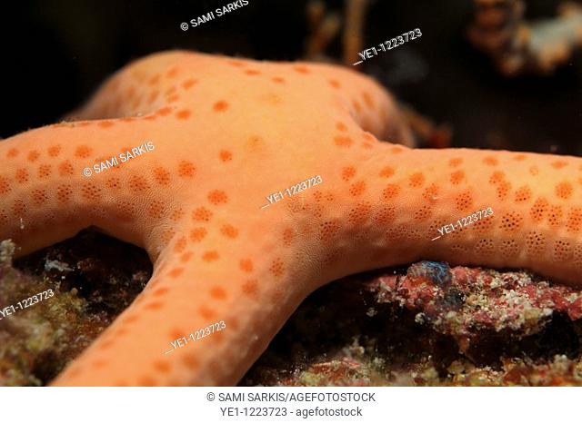 Bright orange Multi Pore Sea Star (Linckia multifora), Dahofanu, Baa Atoll, Maldives