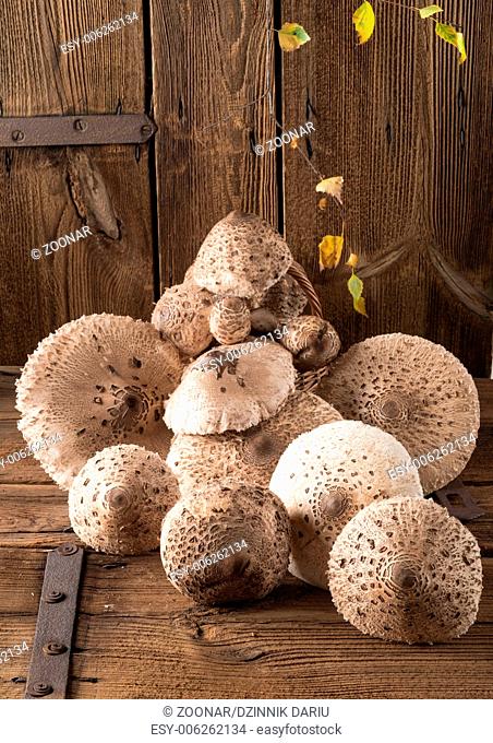 parasol mushroom (Macrolepiota procera)