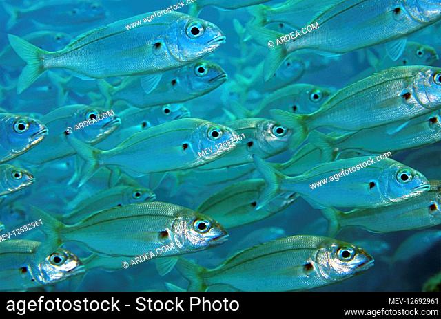 Axillary seabream, Pagellus acarne. Swimming in shoal. is a widely distributed species along the northern and eastern Atlantic coasts from Norway to Senegal