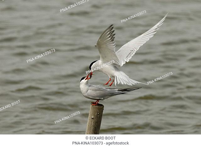 Common Tern Sterna hirundo - Waddensea, wadden, North Holland, The Netherlands, Holland, Europe