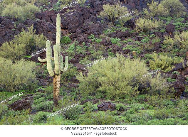 Saguaro on Eagle Eye Peak, Maricopa County, Arizona