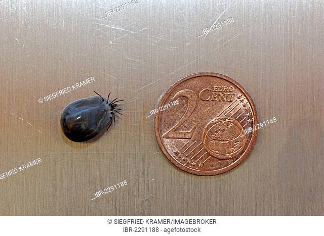 Castor Bean Tick (Ixodes ricinus), engorged, size comparison with a 2 cent euro coin, Baden-Wuerttemberg, Germany, Europe
