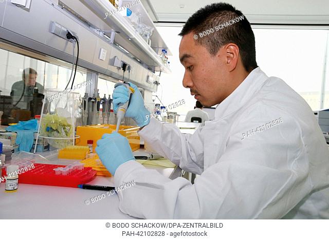 Doctoral student Bing Han from Chinaisolates stem cells of mice in a laboratory at the Leibniz institute for research into aging Jena, Germany, 28 August 2013
