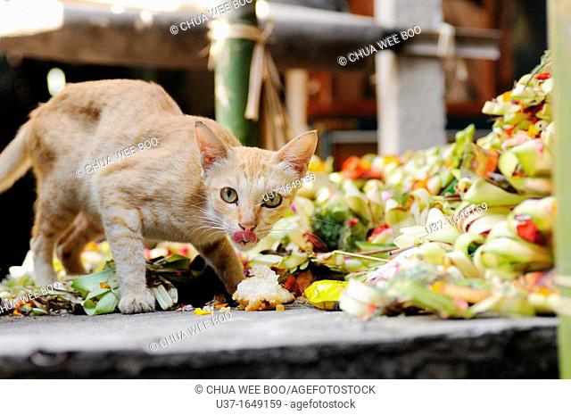 Cat searching for food offered by Balinese people at the shrine, Bali
