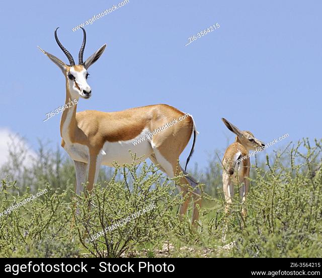 Springboks (Antidorcas marsupialis), attentive mother with young male, standing on rugged ground, Kgalagadi Transfrontier Park, Northern Cape, South Africa