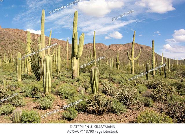 Desert habitat with Saguaro Cactus (Carnegiea gigantea), Saguaro National Park, Tucson, AZ, USA