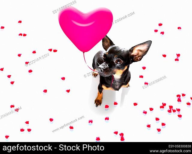 prague ratter dog on valentines love heart shape with I love you sign as background isolated on white
