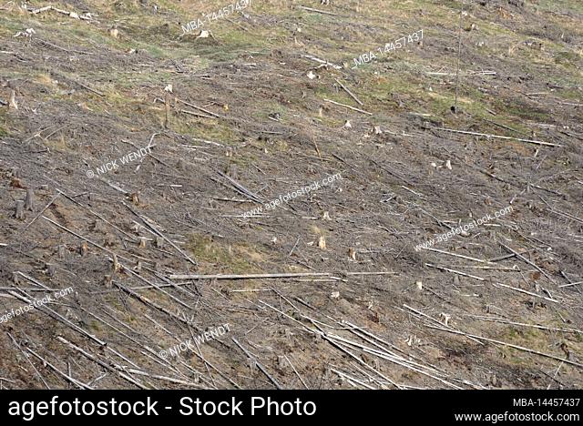 clear cut mountain after bark beetle infestation in Thuringian forest