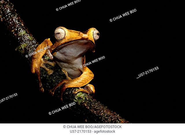 Dark-eared tree frog Polypedates macrotis. Image taken at Kubah National Park, Sarawak, Malaysia