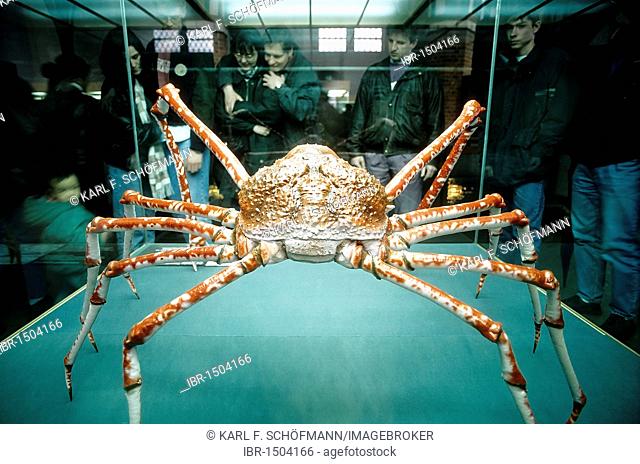 Japanese spider crab (Macrocheira kaempferi), giant crab, exhibit, Deutsches Meeresmuseum German Oceanographic Museum Stralsund, Mecklenburg-Western Pomerania