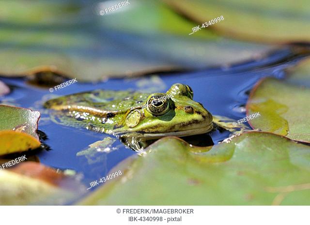 Edible Frog (Pelophylax esculentus) between lily pads, North Rhine-Westphalia, Germany