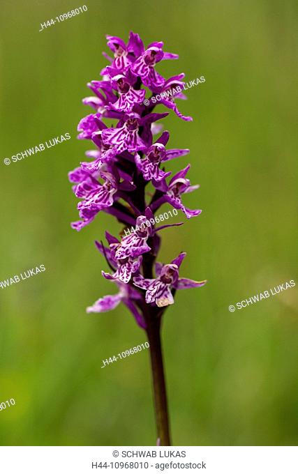 Nature, Flower, Orchid, Violet, Lila, common spotted orchid, Dactylorhiza fuchsii, Switzerland