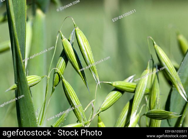 a beautiful young ear of oat mug with drops of water and dew in the summer season, a plant of green color is not mature