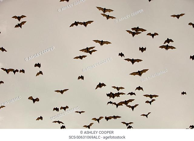 Fruit Bats or flying foxs over Cairns in Queensland, Australia These mammals feed on rainforest fruits are are an essential part of the ecosystem